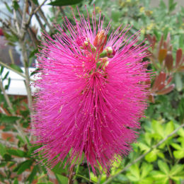 callistemon viminalis -hot piink